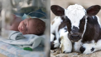 Mientras los terneros y los