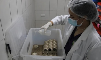 Cada escorpión recibe un recinto propio. Las cajas incluyen algodón humedecido para la hidratación y refugios elaborados con cartones de huevo. (UP)