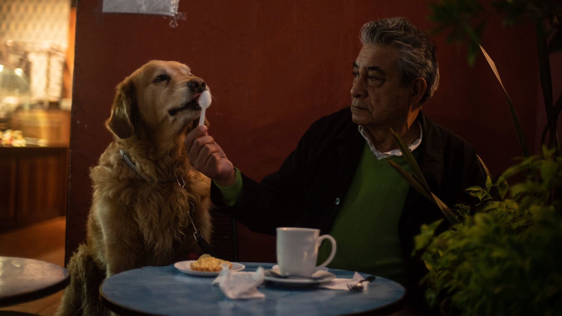 El cuidado diario de un animal introduce rutinas, refuerza el sentido de propósito y favorece la estabilidad emocional.