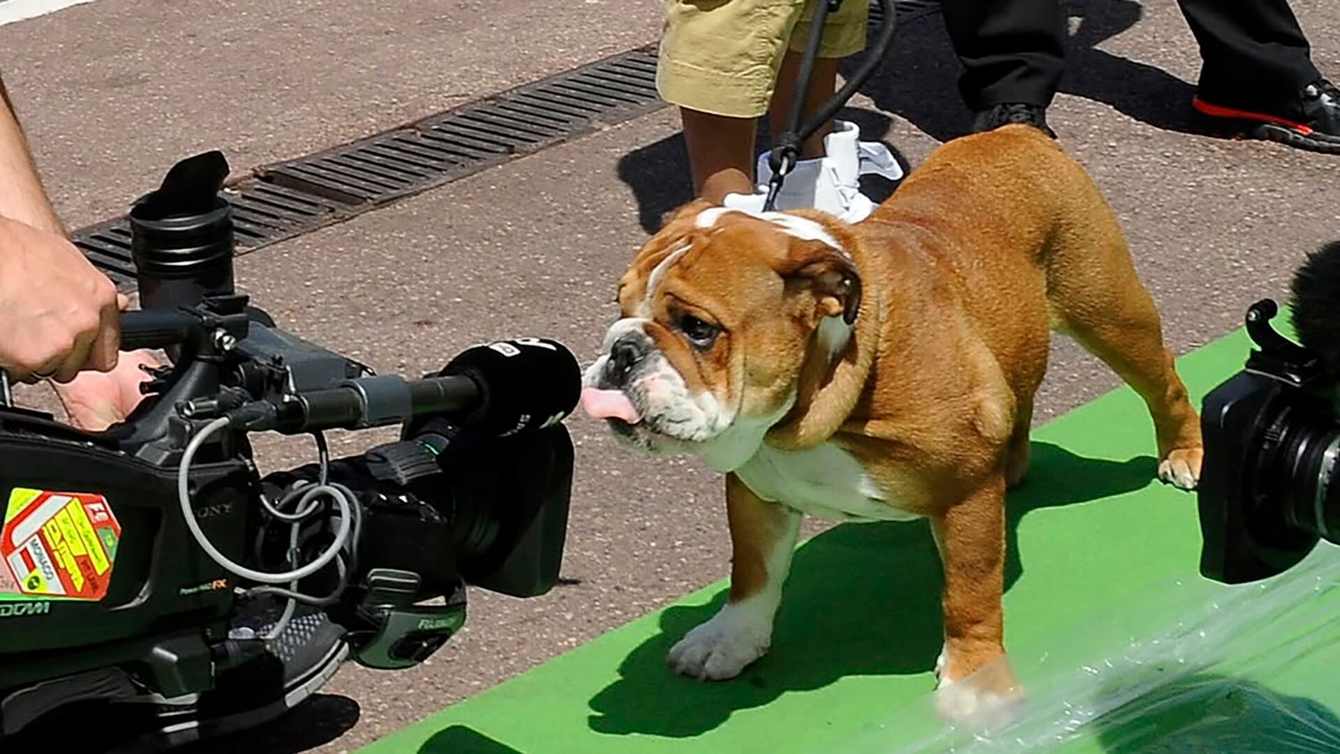 Roscoe era una celebridad en el paddock