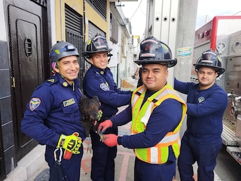 El operativo requirió el traslado de varios bomberos, la máquina de rescates y el uso de la escalera - crédito BOMBEROS OFICIALES ARMENIA QUINDIO / Facebook