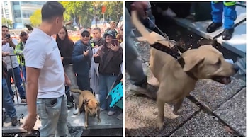 Composición de dos imágenes que muestran a un perro claro con collar y correa junto a varias personas reunidas tras una valla metálica.