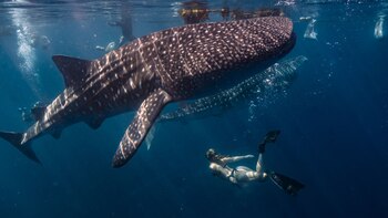 La amenaza no se detiene: