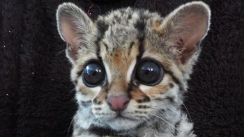 Un felino del tipo margay