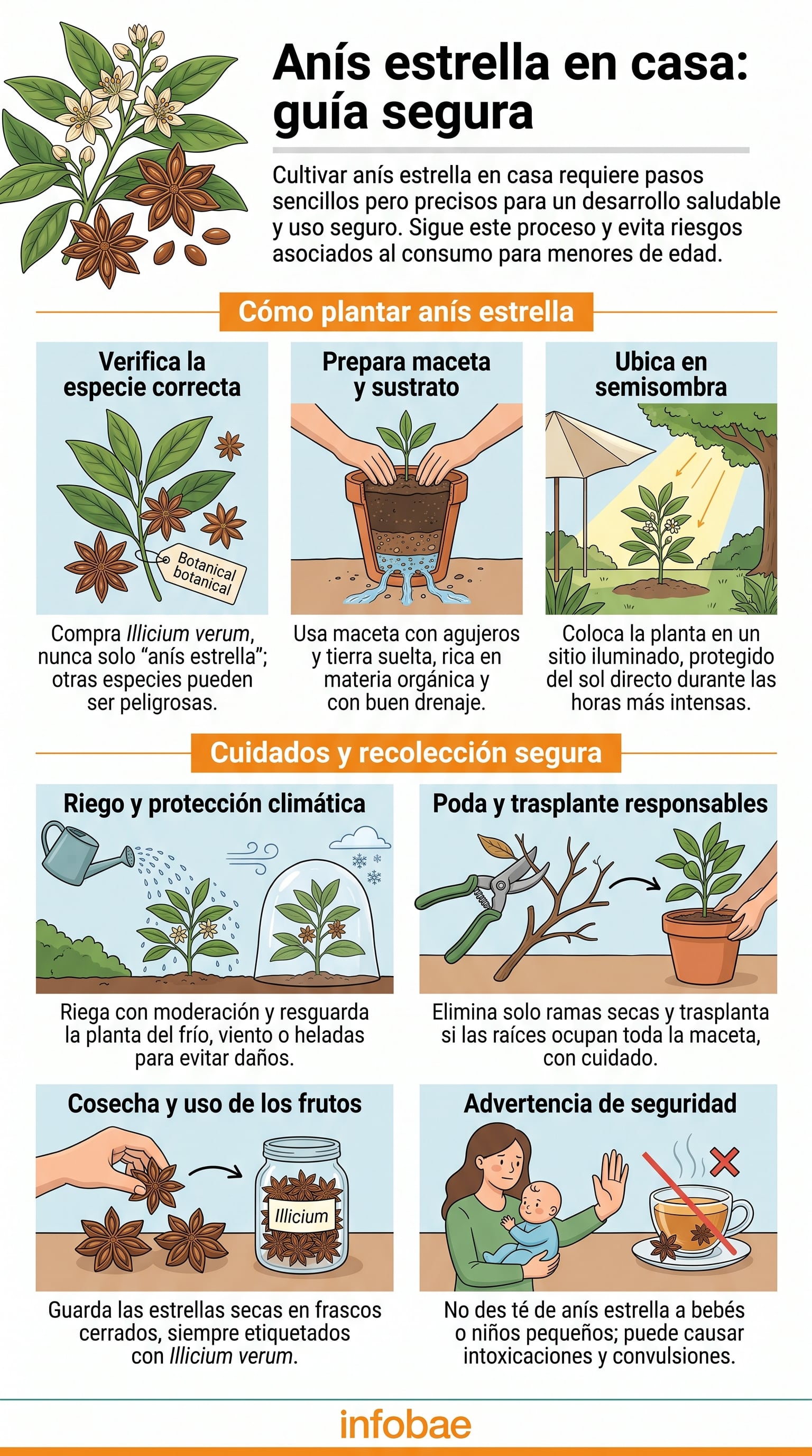 Guía para el cultivo de anís estrella en el hogar y advertencias sobre su uso. (Imagen Ilustrativa Infobae)