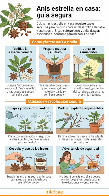 Infografía explicativa con seis ilustraciones sobre el cultivo de anís estrella, macetas, plantas, un frasco con especia y una mujer con un bebé.
