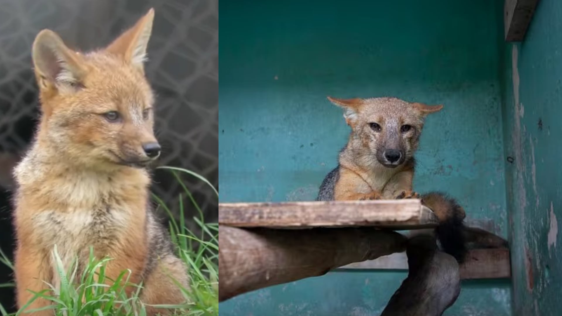 Un nacimiento registrado en la Granja Porcón consolida la recuperación del ejemplar y refuerza el mensaje de protección a la fauna silvestre | SERFOR