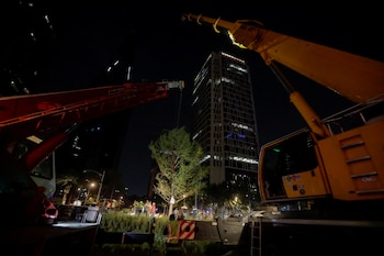 El ahuehuete fue colocado el