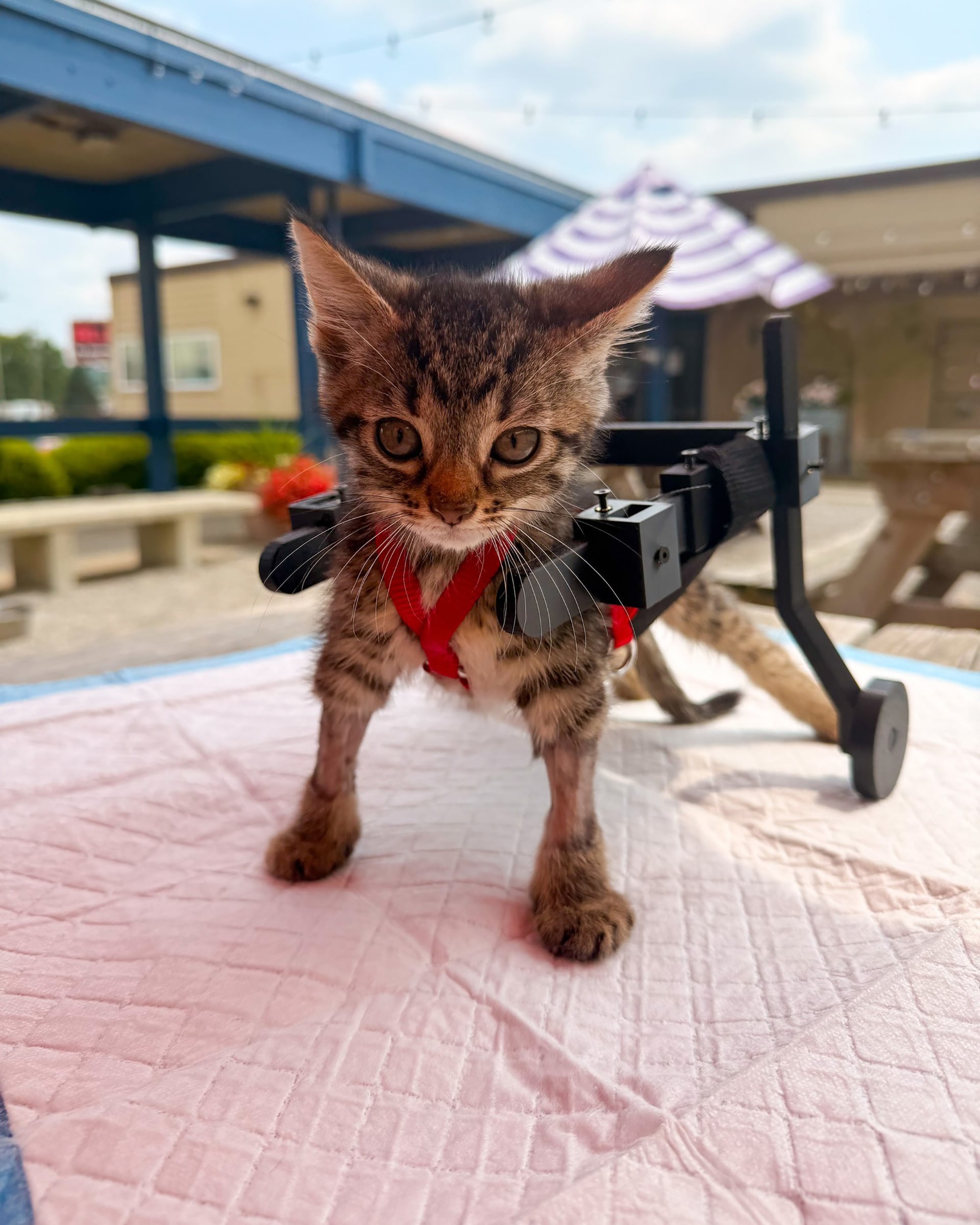 Gelato, el gatito que no podía caminar, recibió una silla de ruedas impresa en 3D tras volverse viral en redes sociales (@cincyanimalcare/Instagram)