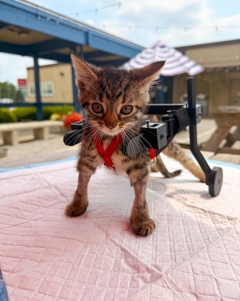 Gatito atigrado con arnés rojo y silla de ruedas negra. Sobre una manta rosa con textura de rombos. Fondo exterior borroso con edificio y sombrilla