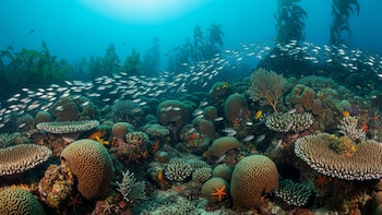 Dormir sin cerebro: el sorprendente