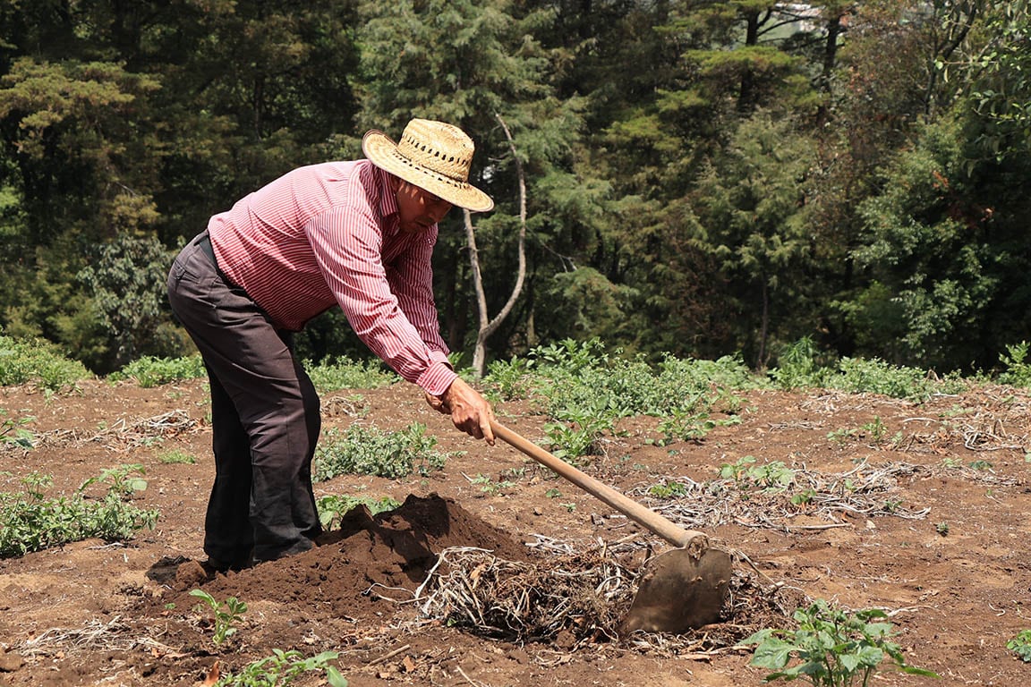 Las condiciones meteorológicas adversas proyectadas para la próxima semana podrían reducir la productividad en extensas regiones, lo que comprometería la provisión de alimentos y la actividad ganadera en varios departamentos según entidades oficiales (Cortesía MAGA).