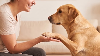 Día del Perro: Estos hábitos ayudan a mantener tu casa limpia y libre de alérgenos
