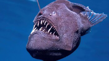 'Diablo negro' en aguas de