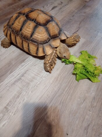 Myrtle comiendo lechuga durante su