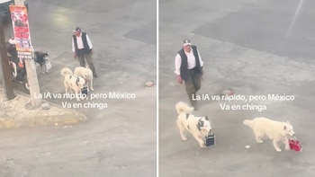 Perros se vuelven virales al