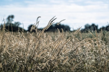 Greenpeace Tierra Nueva