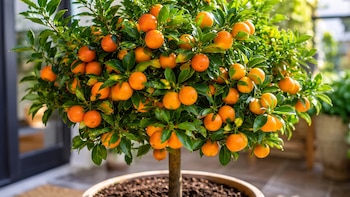 El árbol frutal que debes tener en tu hogar: se planta en maceta y da frutos deliciosos