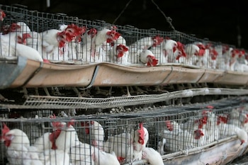 Entre las especies más susceptibles