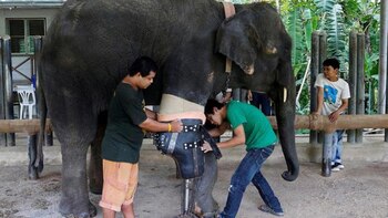 La adaptación de la prótesis