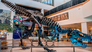 Stan es un ejemplar excepcionalmente