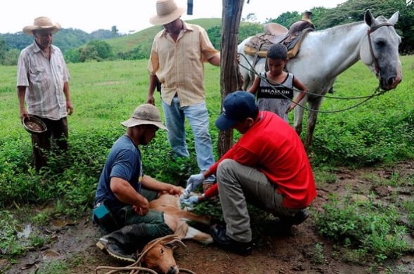 Curación de las heridas causadas por la mosca Cochliomyia hominivorax, portadora del gusano barrenador. (Copeg)
