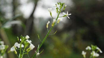 Los investigadores descubrieron una forma