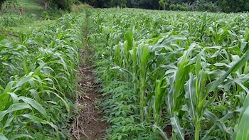 La estrategia oficial promueve la agricultura climáticamente inteligente con riego solar, estructuras protegidas y reservorios de agua para aumentar la resiliencia.