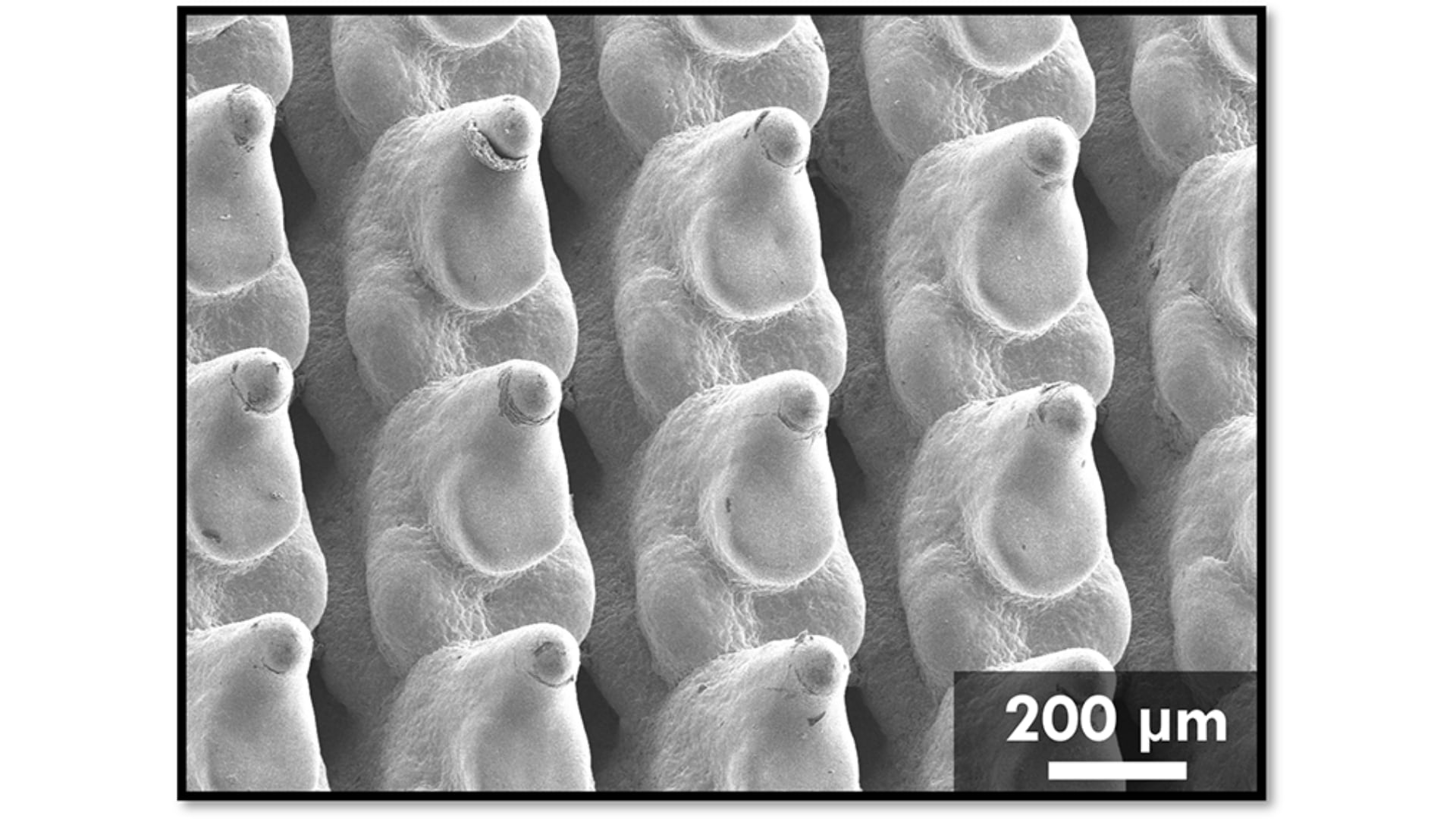 El sistema emplea geometría optimizada por algoritmos para maximizar la transferencia de calor. (Universidad de Illinois Urbana-Champaign)