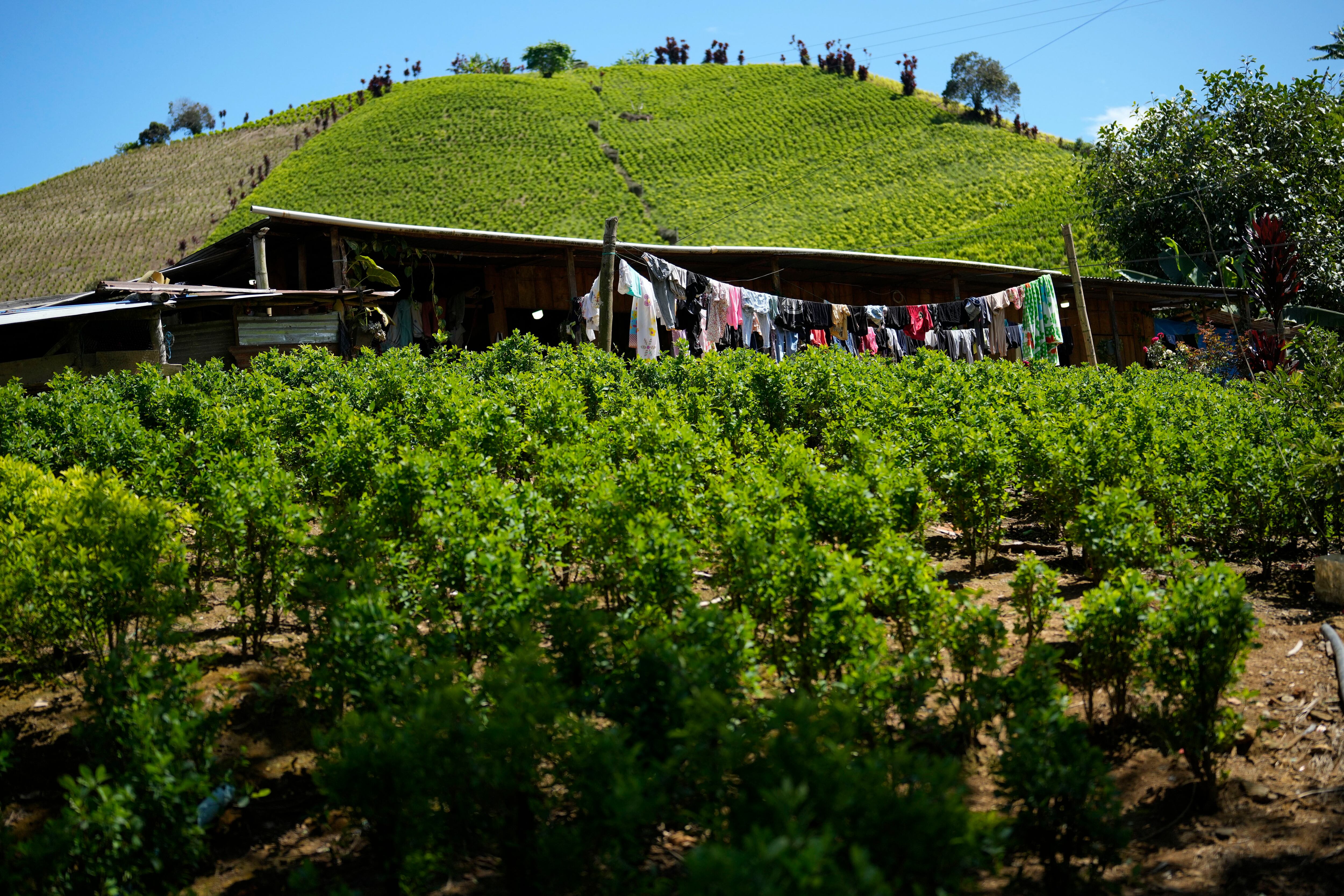 Una de las zonas de mayor disputa por su ubicación y punto estratégico para los cultivos, la producción y el envío de cocaína en Colombia se concentra en el suroccidente del país, en el Cañón del Micay, situado en el departamento del Cauca - crédito Fernando Vergara/AP Foto