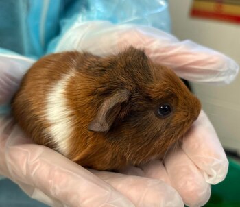 Autoridades de la RSPCA aclararon