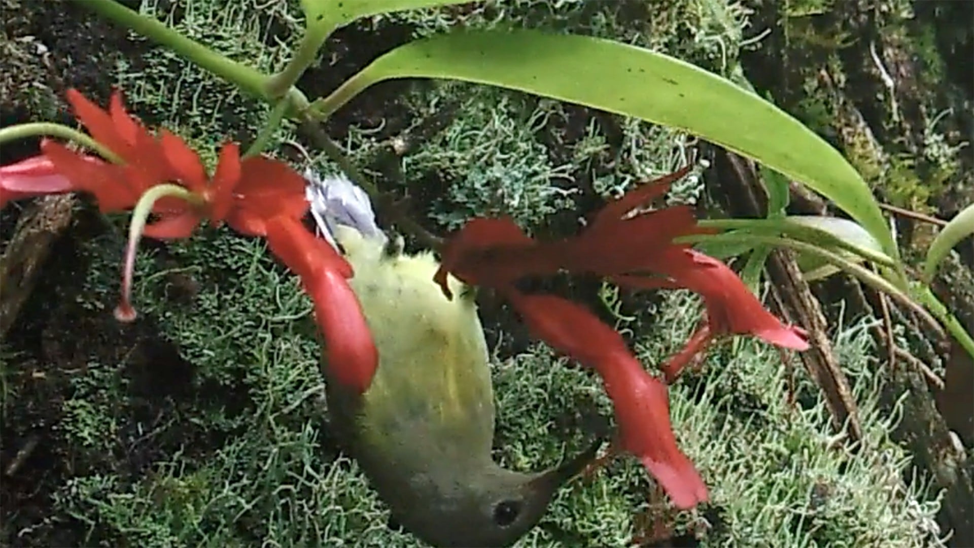 La expansión geográfica de la vid de lápiz labial está vinculada a cambios en la morfología de sus flores y polinizadores (Jing-Yi Lu)