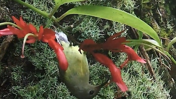 Aeschynanthus acuminatus, una enredadera de flores cortas y verdes