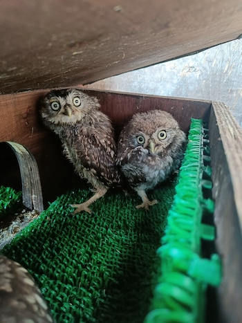 Los búhos bebés fueron trasladados