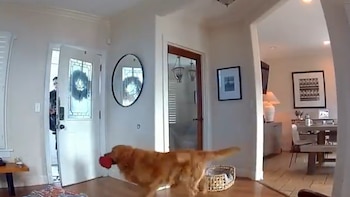 Cámara capta a perro llevándole un juguete a un intruso durante un robo