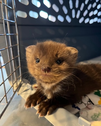 Una cría de marta americana fue hallada sola cerca de una cabaña rural en Ashern, Manitoba. (@wildlifehaven_mb)
