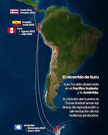 Mapa satelital de Sudamérica y Antártida con línea discontinua que muestra el recorrido de una ballena, puntos de observación con fechas y banderas de países