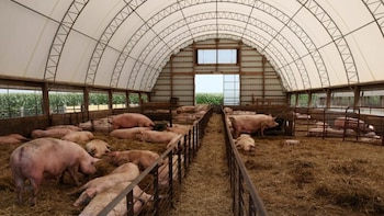 Crece la preocupación por las importaciones de cerdo en el sector: de qué países provienen