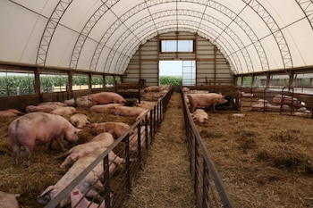 Vista interior de un granero arqueado con techo de lona blanca donde decenas de cerdos rosados yacen sobre heno, divididos por cercas metálicas