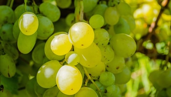 uva - agroexportacion