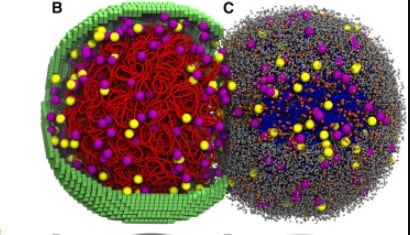 El modelo digital permitió mapear cada reacción química y cada movimiento físico de los componentes celulares (Cell DOI: 10.1016/j.cell.2026.02.009 )