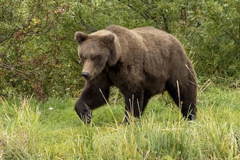 Osos Alaska - Estados Unidos - 2024