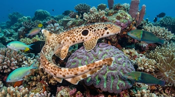 Primer plano de un tiburón manchado nadando en un arrecife de coral con peces de colores. El tiburón tiene un cuerpo pálido con manchas marrones oscuras.