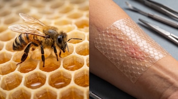 Una abeja sobre celdas de panal con miel junto a un brazo humano que tiene una película transparente hexagonal sobre una herida.