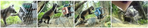 El interés por una pantalla o una máquina no garantiza bienestar animal, por lo que cada tecnología debe analizarse según la especie y el contexto (Gentileza, estudio Engañados: Diseño y evaluación de un rompecabezas interactivo modular para el enriquecimiento cognitivo de los animales de zoológico, publicado en ACM Digital Library)