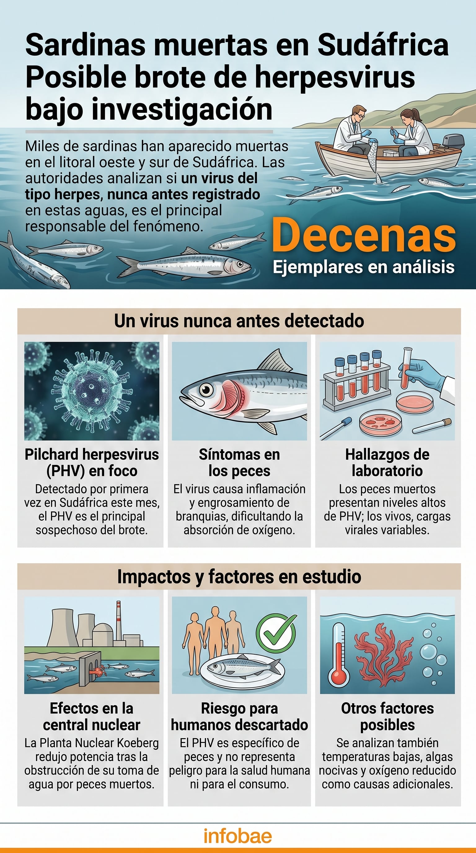 Una infografía de Infobae detalla las hipótesis sobre la mortandad masiva de sardinas en el litoral de Sudáfrica, donde las autoridades investigan la presencia del herpesvirus PHV (Imagen Ilustrativa Infobae)
