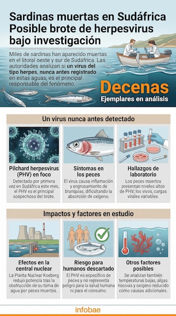 Infografía con el título Sardinas muertas en Sudáfrica e ilustraciones de peces, científicos en un bote, laboratorios y una planta nuclear.