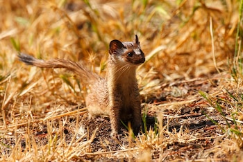 Su proceso de implantación retardada