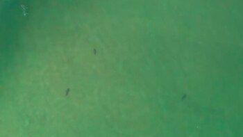 Volusia es considerado “la capital