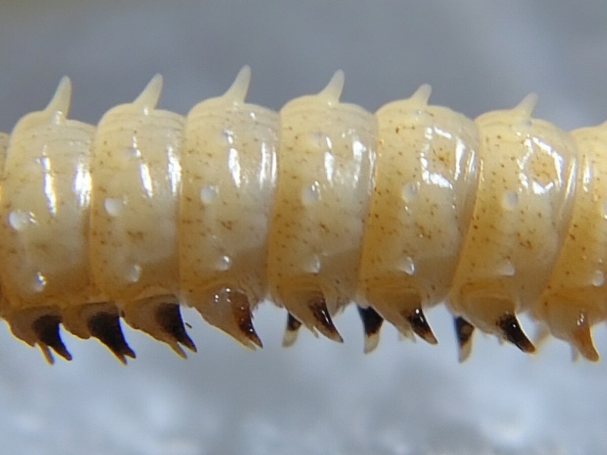 Texas emite advertencia por gusano “devorador de humanos”, un parásito mortal para el ganado - Infobae